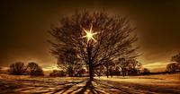 arbre en hiver avec le soleil dans les branches