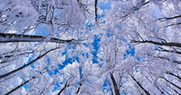des grands arbres avec les branches pleines de neige