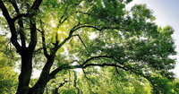 sublime arbre plein de branches avec quelques rayons de soleil entre ses feuilles vertes