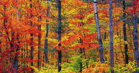 forêt en autonne au feuillage rouge orange et jaune