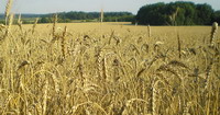 champ de blé en ukraine