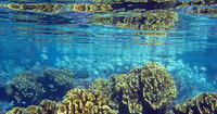 sublime jardin de corail de l'île de tahaa en polynésie