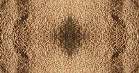 Des grains de blé en forme de fractal