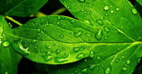 feuilles vertes avec des gouttes d'eau