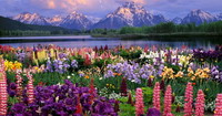 fleurs multicolores en bordure d'un lac aux pieds des montagnes