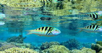 poisson multicolore au jardin de carail de l'îles de tahaa en polynésie dans le pacique sud
