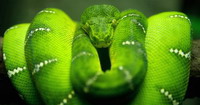 serpent vert enroulé sur une branche