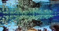 banc de poissons dans le magnifique jardin de corail de l'île de tahaa en polynésie