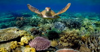 tortue dans un récif coralien