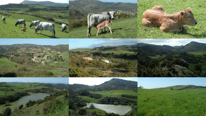 photos d'une très belle propiété du sud de la france avec des vaches