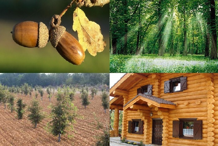 photos de forêt et d'arbres transformés en bois de construction